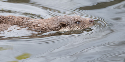 Fischotter