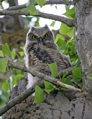 Great-horned owlet