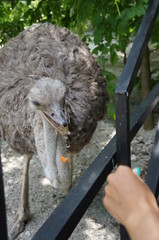 ostrich caught food