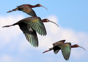 White-faced ibis