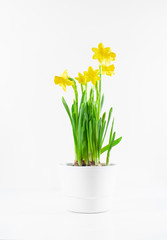 Yellow daffodils on white background.