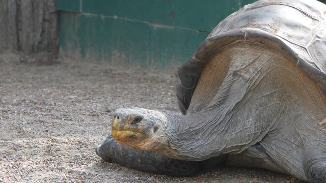 4k galapagos giant tortoise