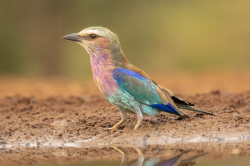 Lilac-breasted roller in the wild