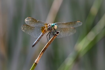Blue Dasher Dragonfly