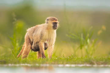 Vervet monkey mother with baby