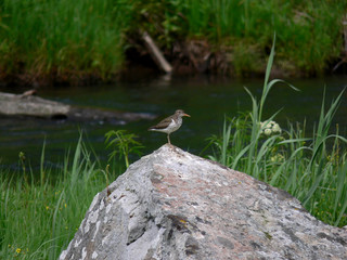 spotted sandpiper