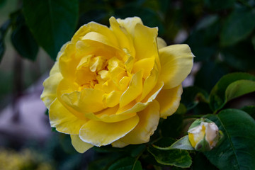 żółta róża
