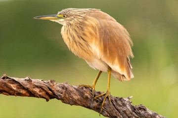 Squacco heron in the wild