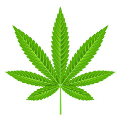 Marijuana leaf isolated on white vector illustration