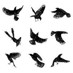 Set of birds flock. Flying crows birds. Hand drawing. Vector.