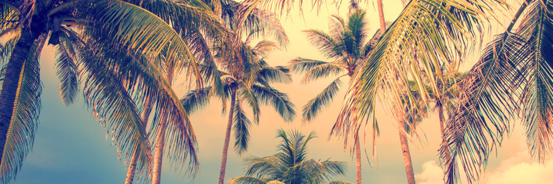 Panoramic palm trees tropical background, vintage style process banner © Delphotostock