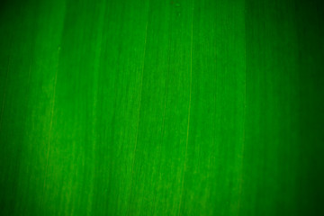abstract and close up of banana leaf texture for green background