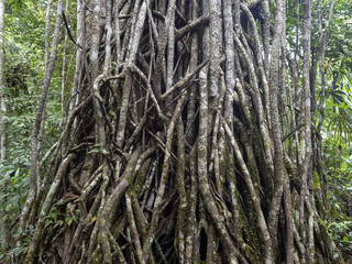 A huge tangle of creeps on a tropical tree trunk, Guatemala