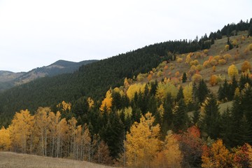 Autumn forest and village photos.artvin turkey 