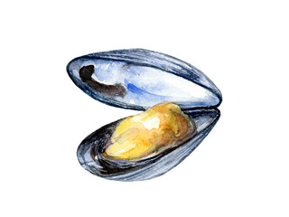 Watercolor hand drawn mollusk seashell illustration isolated on white.