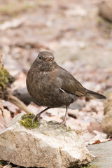 Amsel