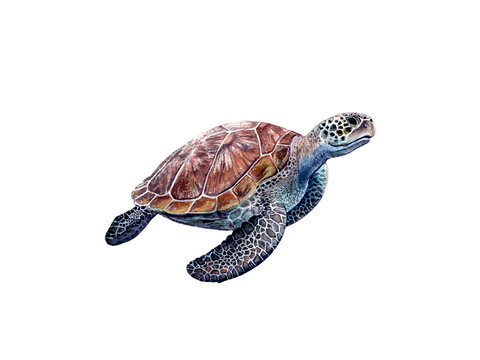 Watercolor hand drawn sea turtle realistic illustration isolated on white.