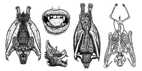 Bat drawing upside down. Gothic illustration of monsters for the Halloween. Witchcraft magic, occult attributes decorative elements. Drawing of night creatures. Flying aggressive vampire. Vector.