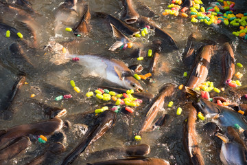 children feeding food for fish in Buddhist Sabbath at temple. in this day, the most buddhist go to temple and merit such as feeding food for fish, that's buddhism culture