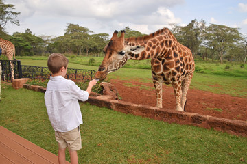 boy feeding giraffe