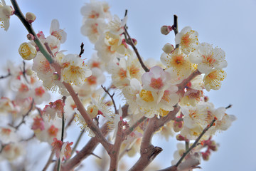 梅の花