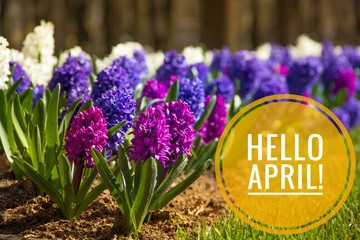 Banner hello april. Hi spring. Hello April. Welcome card We are waiting for the new spring month....