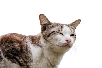 Cute cat winking eye and sitting isolated on white background, focus on face.