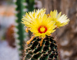 Collection beautiful prickly cacti in the greenhouse