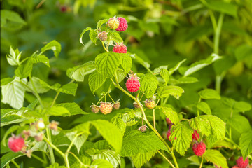 Raspberry bush with ripe berries on a bright sunny day. Harvest concept