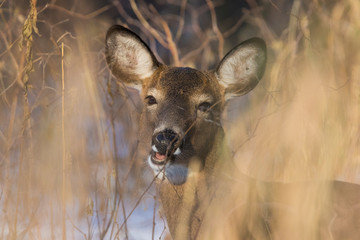 Female white-tailed deer (Odocoileus virginianus) in winter