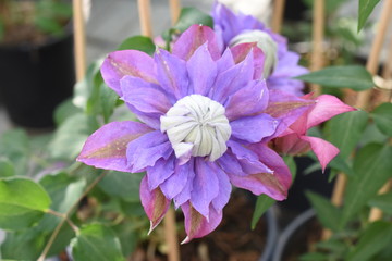 Clematis Waldrebe Diamantina Staude Winterhart