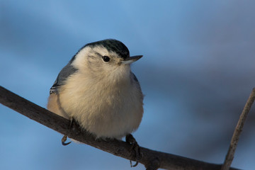White-breasted Nuthatches