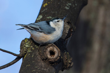 White-breasted Nuthatches