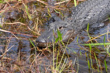 MIAMI, FLORIDA, EVERGLADES AAlligator in the wild.