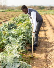 Man hoeing artichoke plantation
