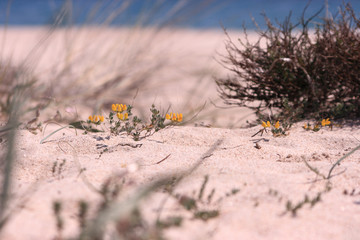 spiaggia fiorita