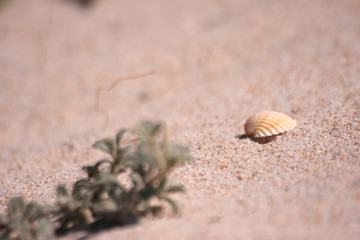 seashell