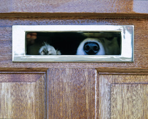Postman's ambush.  Border Colley dog looking through a letterbox