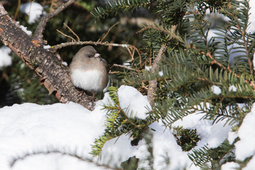 Dark-eyed Junco in winter