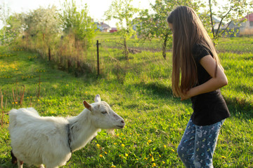 Little girl and white domestic goat in a meadow on a sunny day in summer close-up