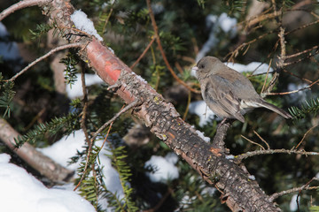 Dark-eyed Junco in winter
