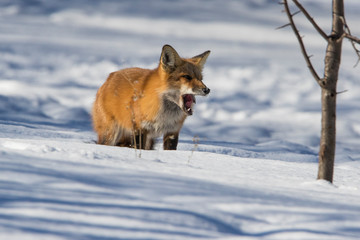 fox hunting squirrels in winter