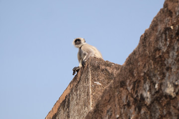 Fototapeta na wymiar Gray Langur on Wall at Amber Fort in Jaipur, Rajasthan, India