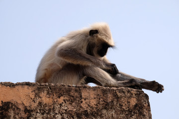 Gray Langur on Wall at Amber Fort in Jaipur, Rajasthan, India