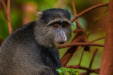 Blue Monkey in a tree on Safari