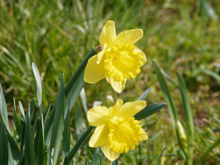 Fleurs de printemps. Les narcisses ou jonquilles jaune solitaires au sommet de tiges (Narcissus pseudonarcissus)
