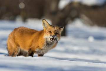 Naklejka na ściany i meble fox hunting squirrels in winter