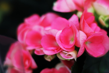 Fototapeta premium Begonia. Beautiful flowers.