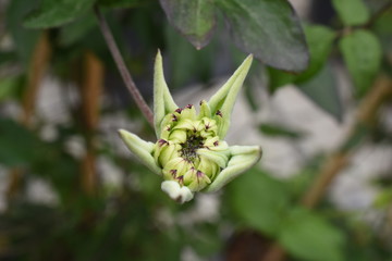 Waldrebe Clematis Vienneta Sternbl&uuml;te blau weis Staude winterhart Gartenpflanze