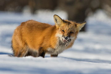 fox hunting squirrels in winter